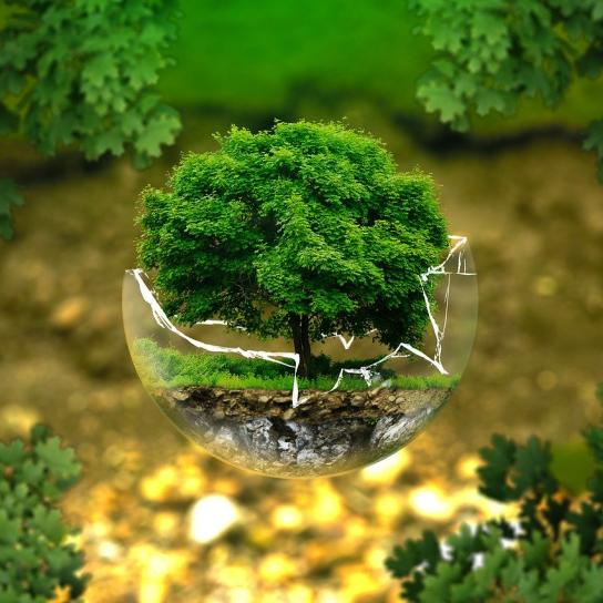 Umwelt